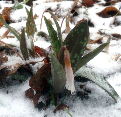 Trout lilies in snow