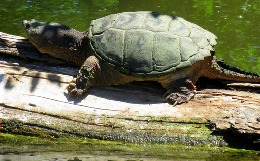 Snapping Turtle