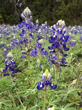 Bluebonnets taken by Jilane in Coleman County.jpg